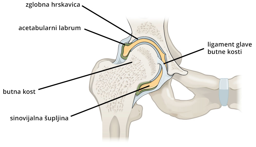 artroza lijevog zgloba lijevog koljena 2 stupnja liječenja artritis i tretman artroza