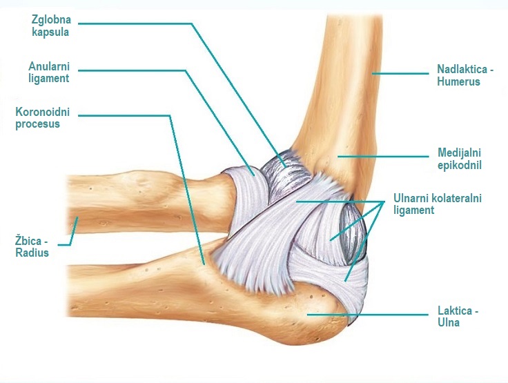kako razmazati zglobove koljena u boli bol u zglobovima nogu nakon duge šetnje