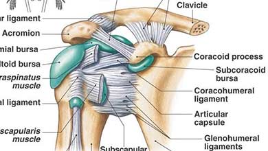 ligamenti u bolovima ramenog zgloba masti za bolove u zglobu ruke
