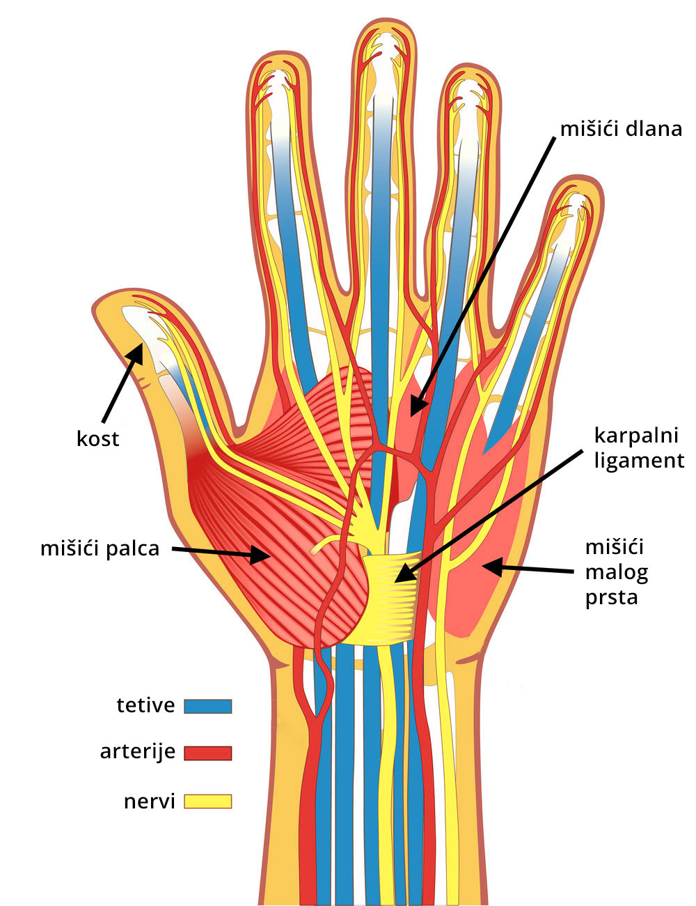 5 vježbi za poboljšanje fleksibilnosti ruku