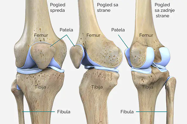 Anatomija kolena, tibiofibularni i patelofemoralni zglob