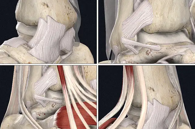 Anatomija skočnog zgloba