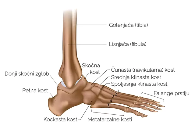 Anatomija stopala: kosti stopala